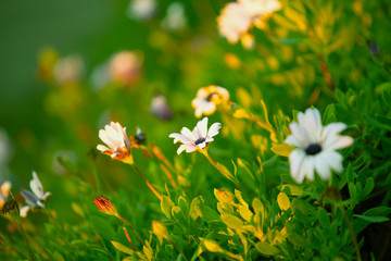 Flowers at sunset - 135371298