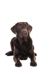 Fototapeta premium Female chocolate brown labrador retriever dog lying on the floor seen from the front looking up isolated on a white background