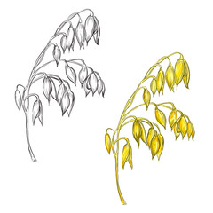 Fototapeta na wymiar hand drawn set of oat plant. sketch. Vector eps 8