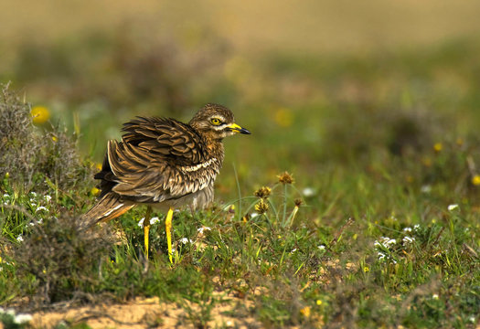Alcaravan (Burhinus oedicnemus)