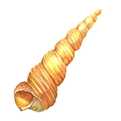 Sea shell painted watercolor. Illustrations of sea shells on a w