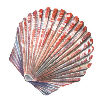 Sea shell painted watercolor. Illustrations of sea shells on a w
