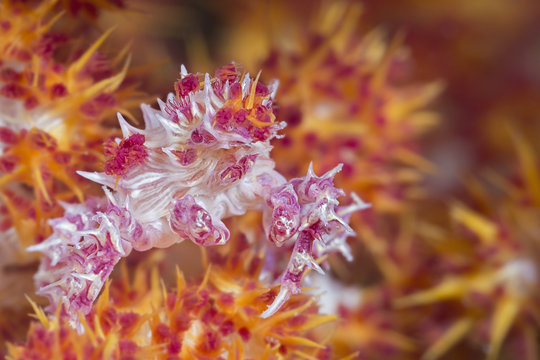 Crab 3