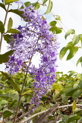 group of purple flower and sunlight ,purple flower is Petrea volubilis L