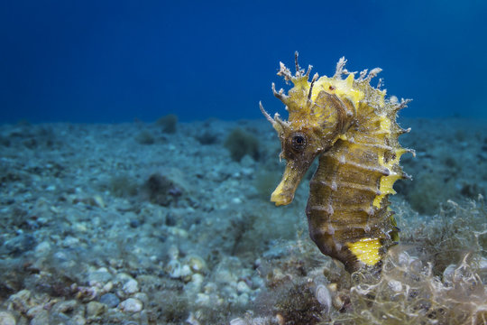 Seahorse 2