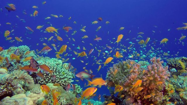 Underwater Sea Coral Reef. Picture of a beautiful underwater colorful fishes scalefin anthias fish and soft with hard corals in the tropical reef of the Red Sea, Dahab, Egypt.