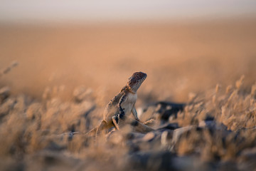 Lizard on rocks in the desert