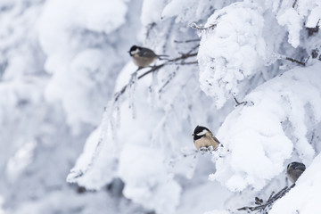 Coal tit (Parus ater) in a snowy winter landscape