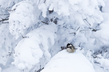 Coal tit (Parus ater) in a snowy winter landscape