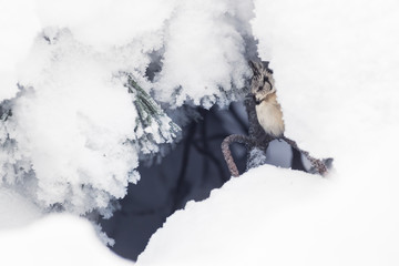 Crested tit (Parus cristatus) in a white winter landscape