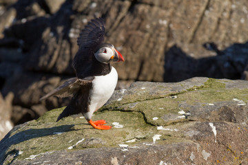 Atlantic puffin on a bird rock in Iceland