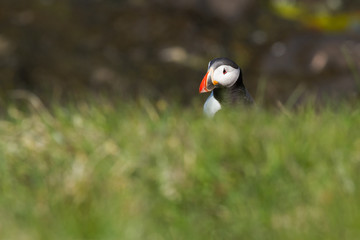 Atlantic puffin on a bird rock in Iceland