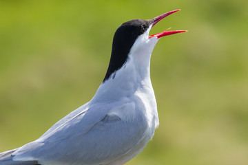 Portrait of an arctic tern