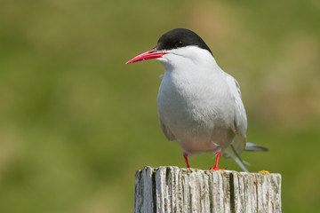 Portrait of an arctic tern