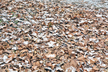 Snow fell on the autumn leaves