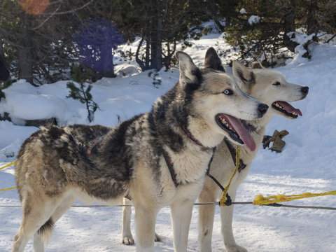Pareja de perros huskies para tirar de un trineo en la nieve