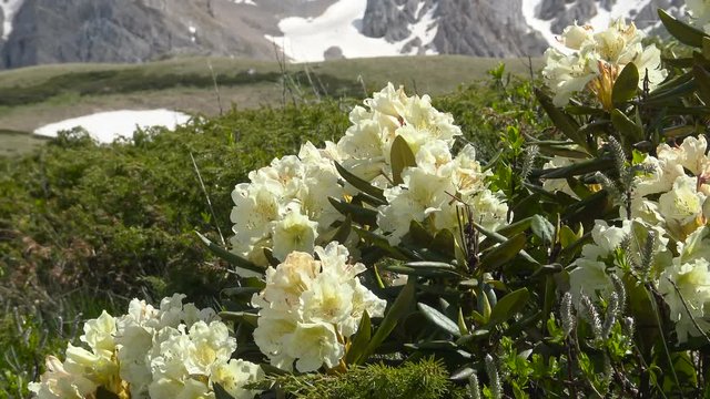 В Кавказском заповедники цветут рододендроны. Россия.