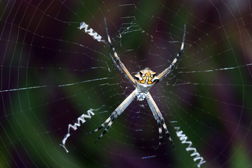 Araña