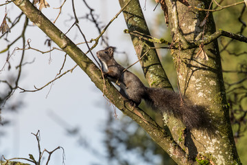 Eichhörnchen auf Futtersuche