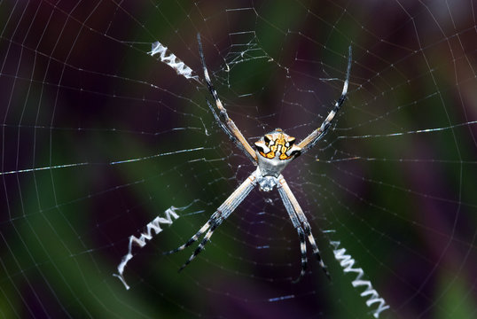 Ara&ntilde;a