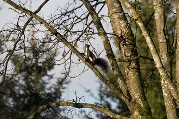 Eichhörnchen sucht Futter