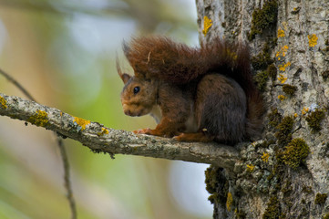 Ardilla roja (Sciurus vulgaris)
