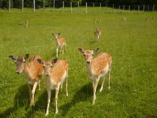 herd of fallow deer
