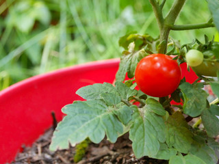 Cherry Tomato on Vine In Planter
