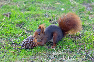 Ardilla roja (Sciurus vulgaris)