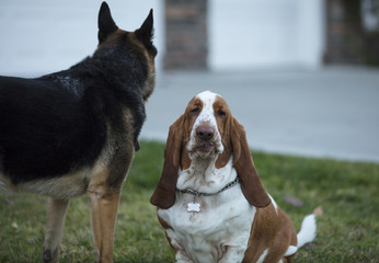 Basset Hound and German Shepherd Playing together