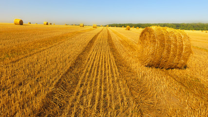 large round bales of hay on a yellow field in the autumn after the harvest close up