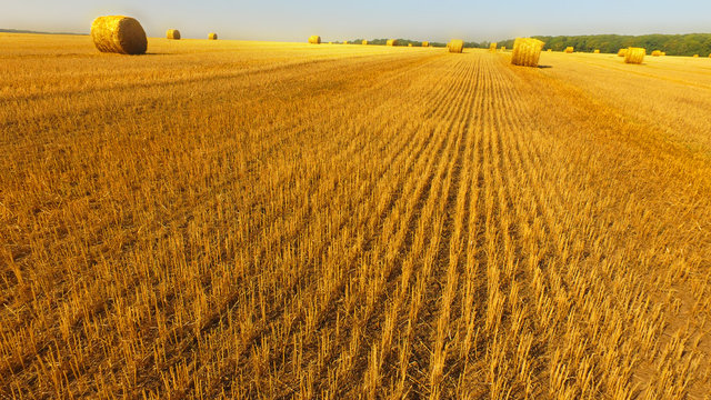 Aerial view of yellow field with haystacks after the harvest