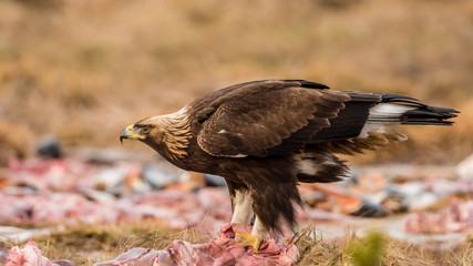Golden Eagle's Profile
