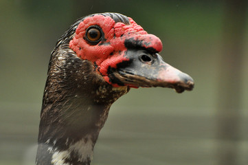 Mirada de pato