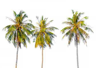 Obraz premium coconut tree on white background