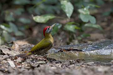 Streak-breasted Woodpecker (Picus viridanus) wildlife in Thailand, Birds came to drink at the fountain