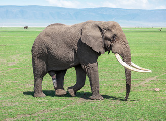 Fototapeta na wymiar Large elephant male in Crater Ngorongoro National Park - Tanzania, Eastern Africa
