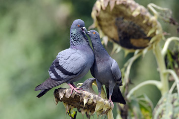 Rock Pigeon perched on dried sunflower. Portrait of Rock Pigeon,Bird in Thailand