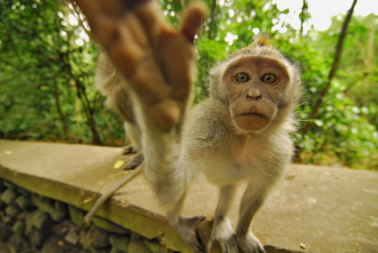 Macaco De Cola Larga (Macaca Fascicularis)