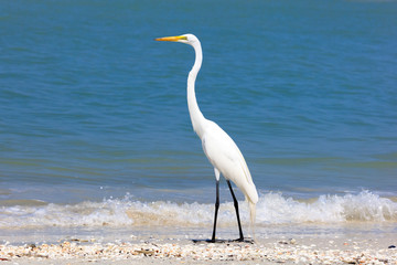 Great egret (Ardea alba) standing on the beach,  portrait from site, Sanibel Island, Florida, USA