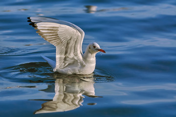 Seagull Landing on Water