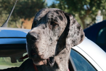 Huge great dane dog leaning out the window of a car