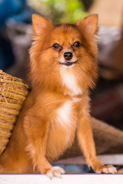 Cute Pomeranian dog, pet