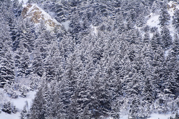 winter trees background texture in the winter mountains of utah