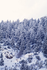 Utah Rocky Mountains in the winter time covered with trees and snow
