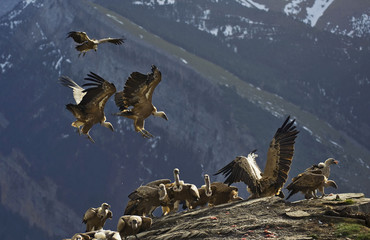 Buitre leonado (Gyps fulvus)