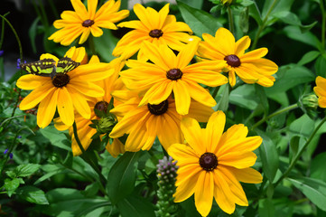 Sunflower and Butterfly