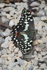 Orchard Swallowtail Butterfly