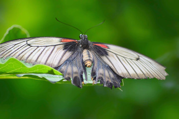Ruby-spotted Swallowtail Butterfly
