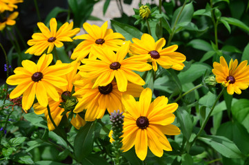 Butterfly and Sunflower Bloom